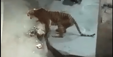 Stray tiger enters market area in Almora, Corbett forest guard shoots her dead