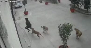11-year-old girl's narrow escape as stray dogs chase her in Ghaziabad; video goes viral