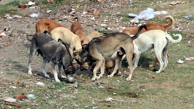 Child found dead in Hamirpur, locals claim mauled by dogs