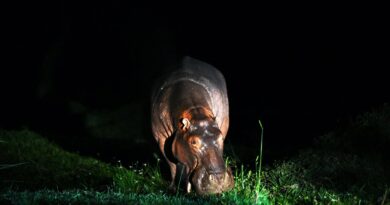 Hippos Are in Trouble. Will ‘Endangered’ Status Save Them?