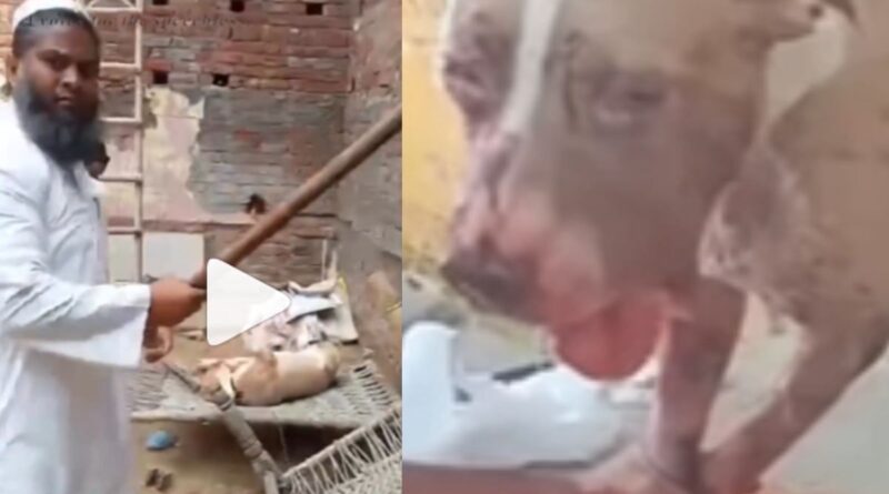 Man brutally beats pitbull with sticks in Ghaziabad, attacks woman recording video too; dog critical, accused in police custody