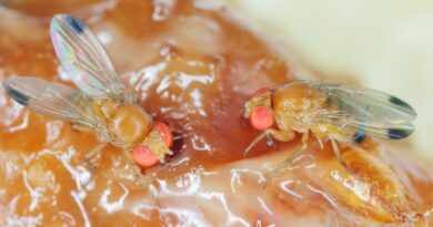 Scientists Are Gene-Editing Flies to Fight Crop Damage