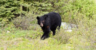 Bears Are Coming to a Campground Near You