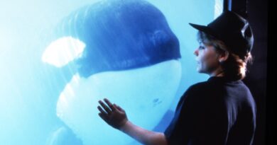 White Gladis and Her Killer Whales Are Getting Revenge—30 Years After 'Free Willy'