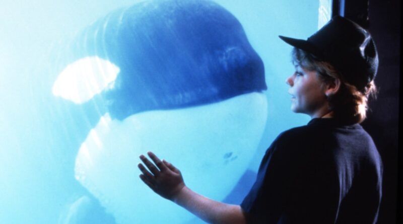 White Gladis and Her Killer Whales Are Getting Revenge—30 Years After 'Free Willy'
