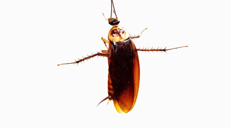 Could a Cockroach Survive a Fall From Space?
