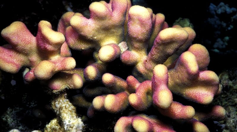 Scientists Have Been Freezing Corals for Decades. Now They're Learning How to Wake Them Up