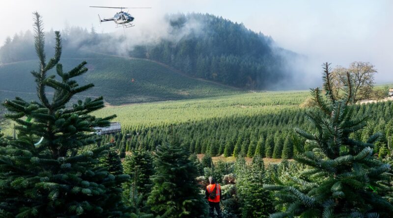 The Toxic Truth About Your Christmas Tree