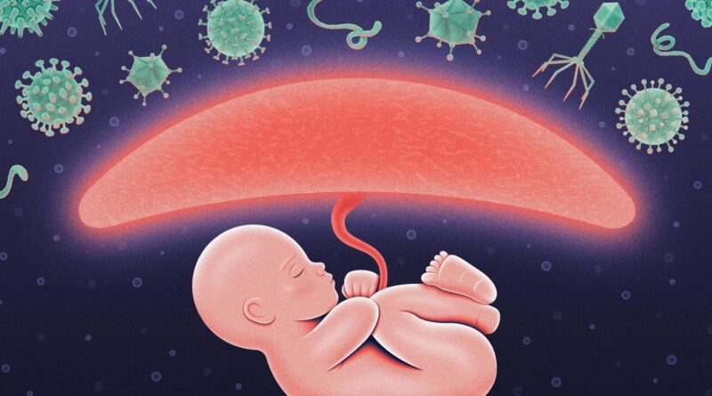 During Pregnancy, the Placenta Hacks the Immune System to Protect the Fetus